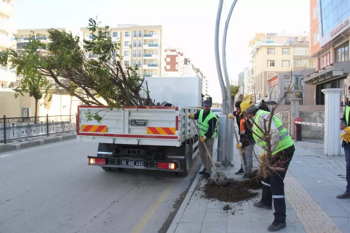 Van\'da kuruyan ağaçların yerine yenileri dikildi