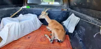 Yörük çobanın ormanda bulduğu yaralı yaban keçisi tedavi altına alındı