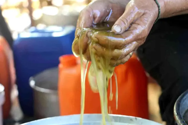 Yüzlerce yıllık gelenek ile zeytinyağı üretiyorlar