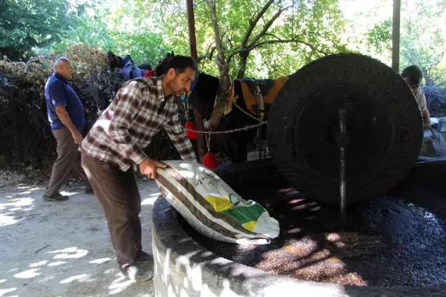 Yüzlerce yıllık gelenek ile zeytinyağı üretiyorlar