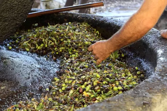 Yüzlerce yıllık gelenek ile zeytinyağı üretiyorlar