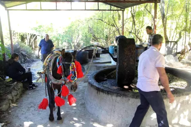 Yüzlerce yıllık gelenek ile zeytinyağı üretiyorlar