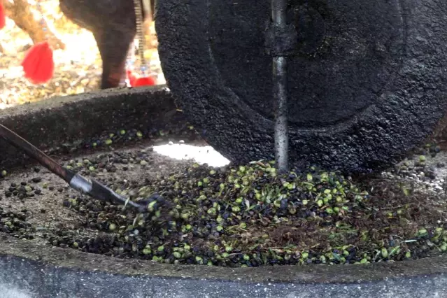 Yüzlerce yıllık gelenek ile zeytinyağı üretiyorlar