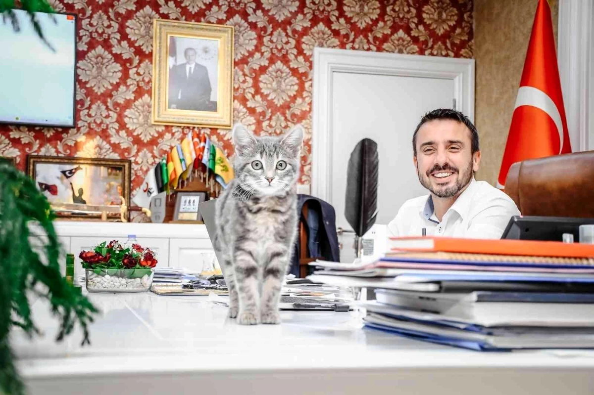 Başkan Tanır\'ın sahiplendiği kedi, Kestel Belediyesinin neşesi oldu