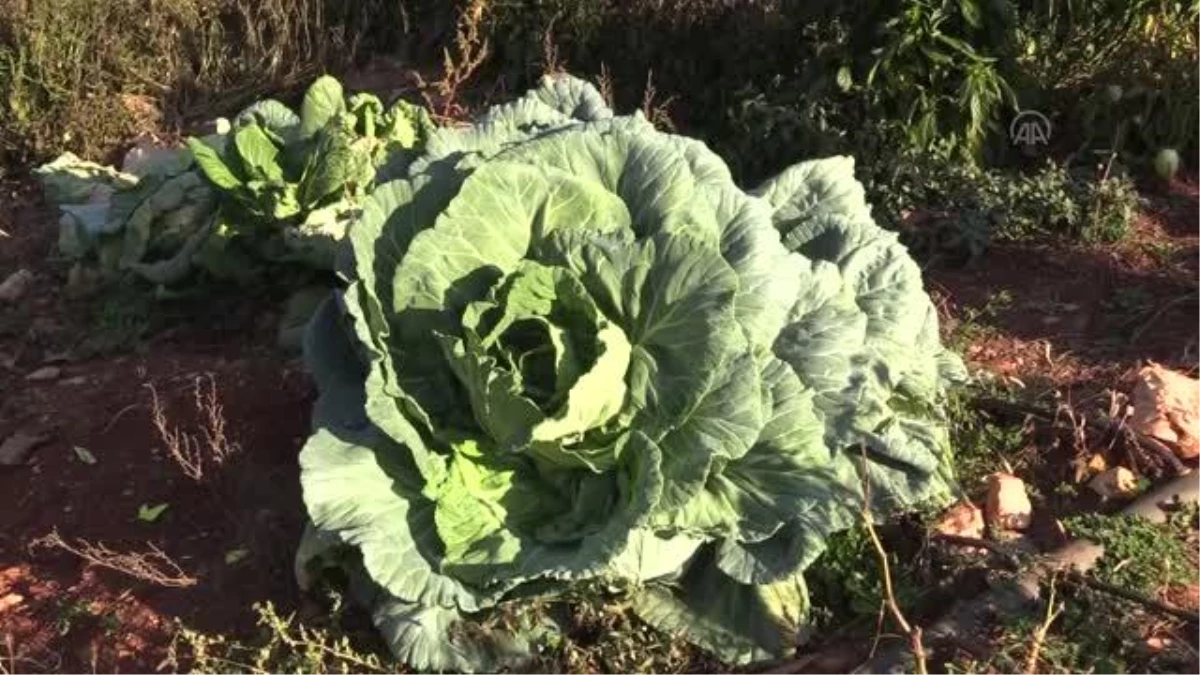 Bir çiftçi 30 kilogram ağırlığında lahana üretti