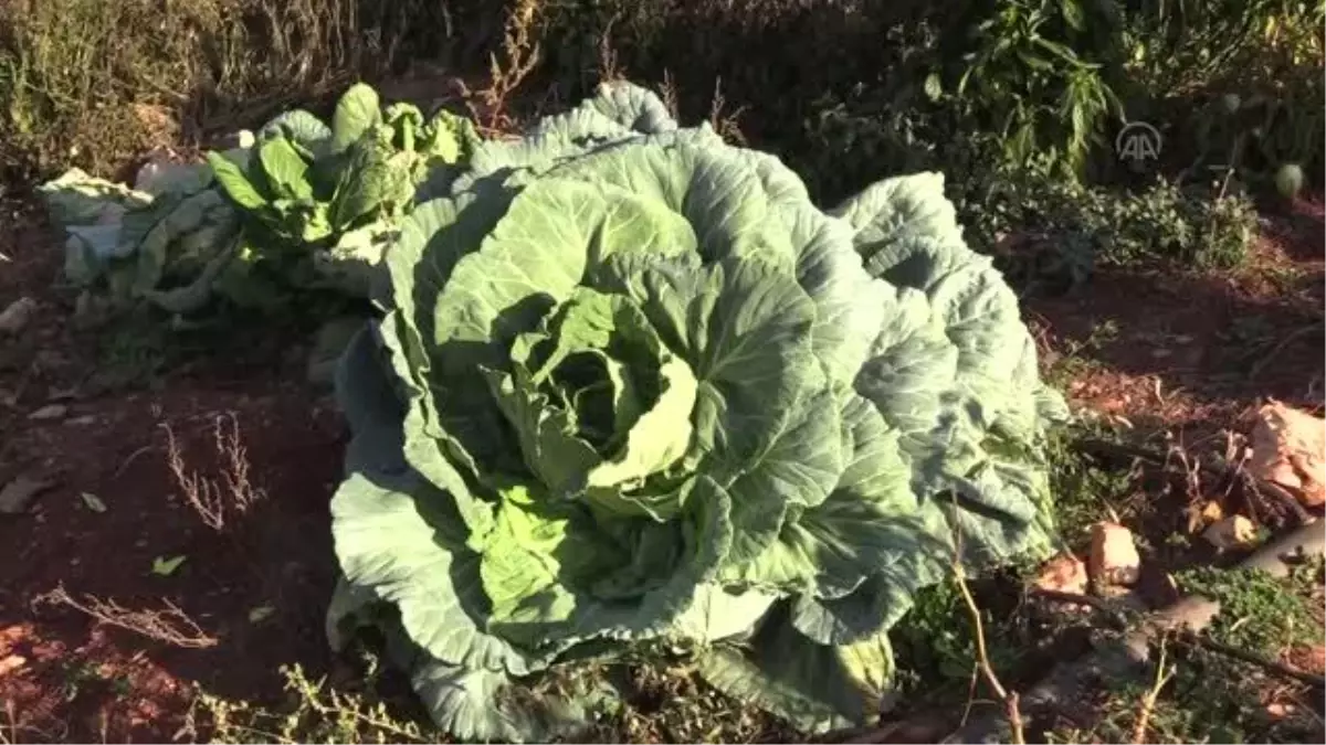 Bir çiftçi 30 kilogram ağırlığında lahana üretti