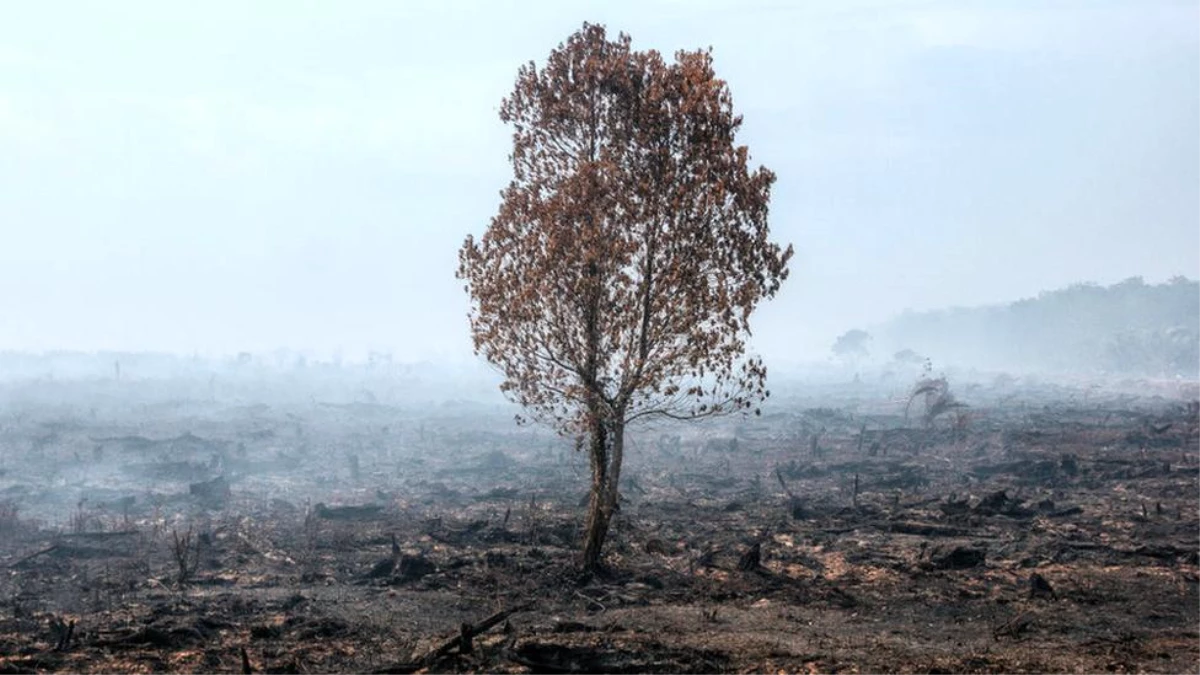 COP26: İklim zirvesine karşın, \'dünya 2,4 derecelik bir artışa doğru gidiyor\'
