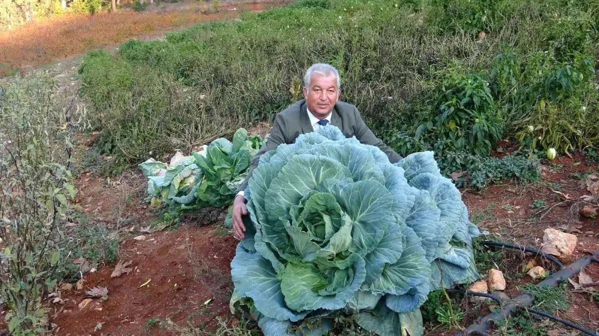 Dev lahanalar görenleri şaşırtıyor