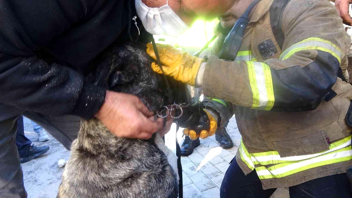 Dumandan etkilenen köpeğe oksijen maskeli müdahale