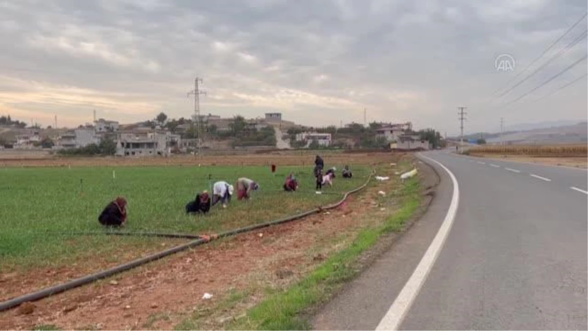 KAHRAMANMARAŞ - Büyük Önder Atatürk\'ü anıyoruz - Tarım işçilerinin saygı duruşu