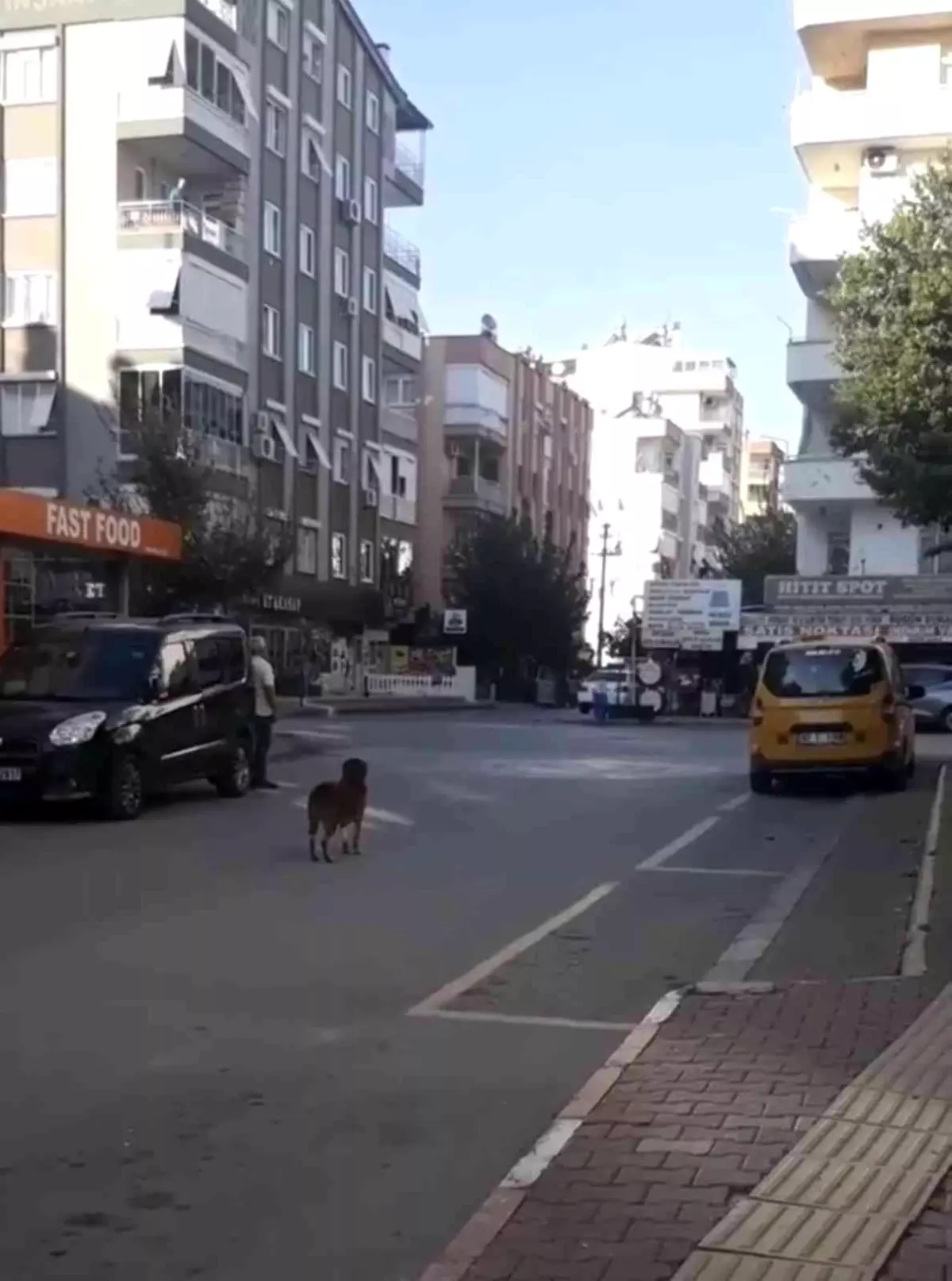 Saygı duruşunda yerinden bir an olsun kıpırdamayan köpek, görenleri duygulandırdı