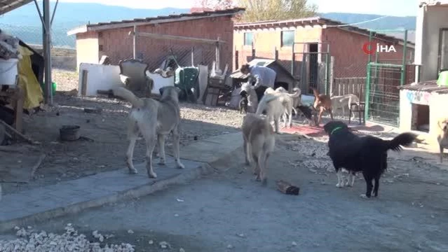 Selzede hayvanlar, Patiköy de yeniden hayat buldu