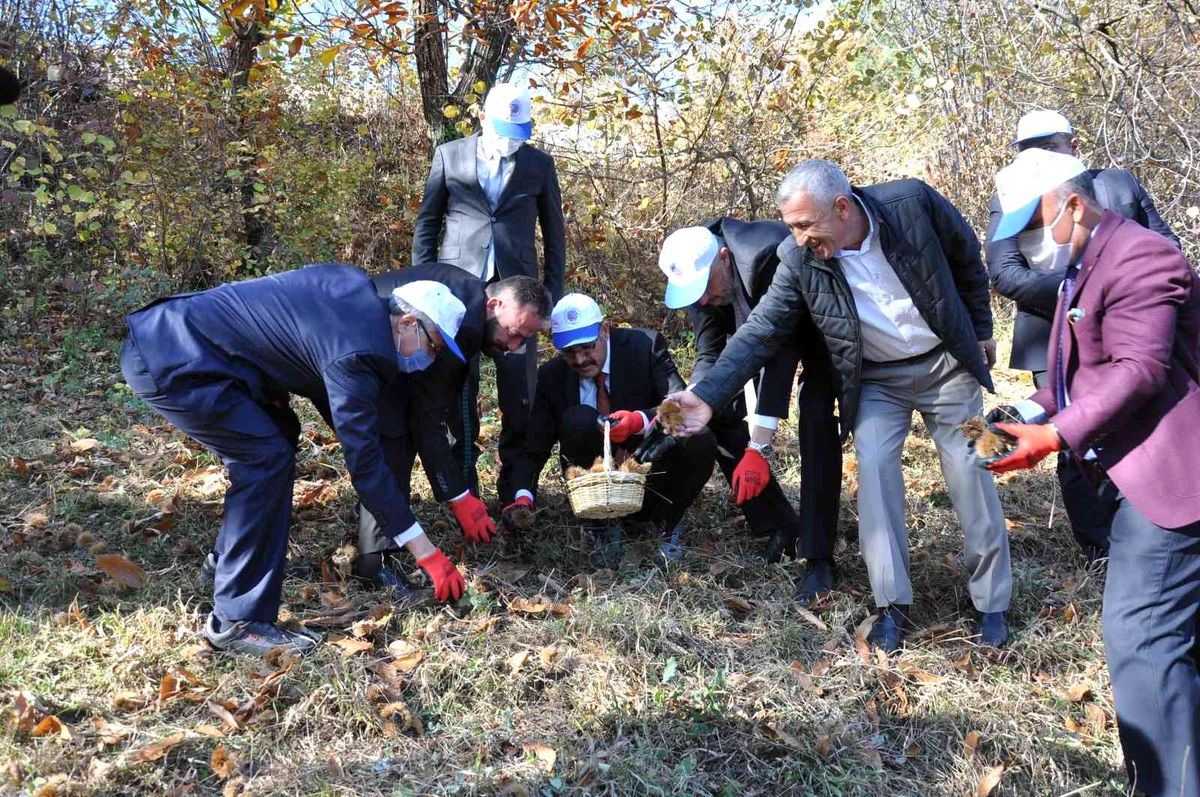 Vali ve protokol üyelerinden kestane hasadı