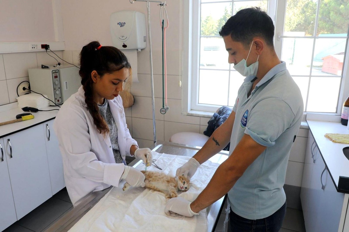 10 ayda bin 142 sokak hayvanı kısırlaştırıldı