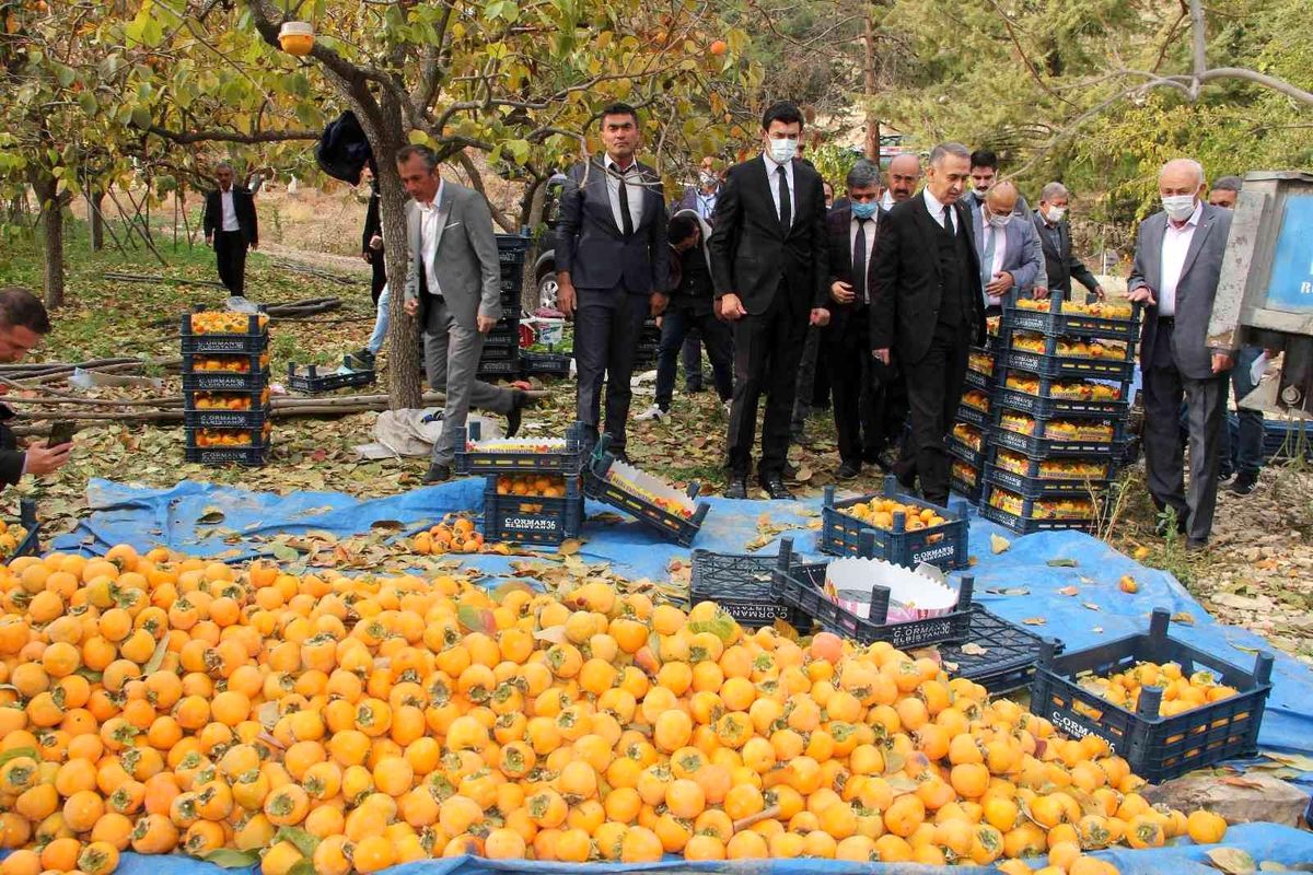 Gölbaşı\'nda hurma hasadı başladı