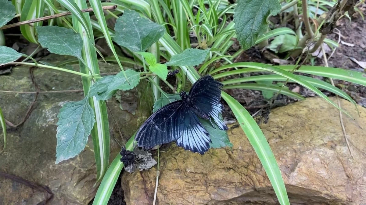 İngiltere ziyaretinde dikkatini çeken kelebek bahçesini Beykoz\'da kurdu