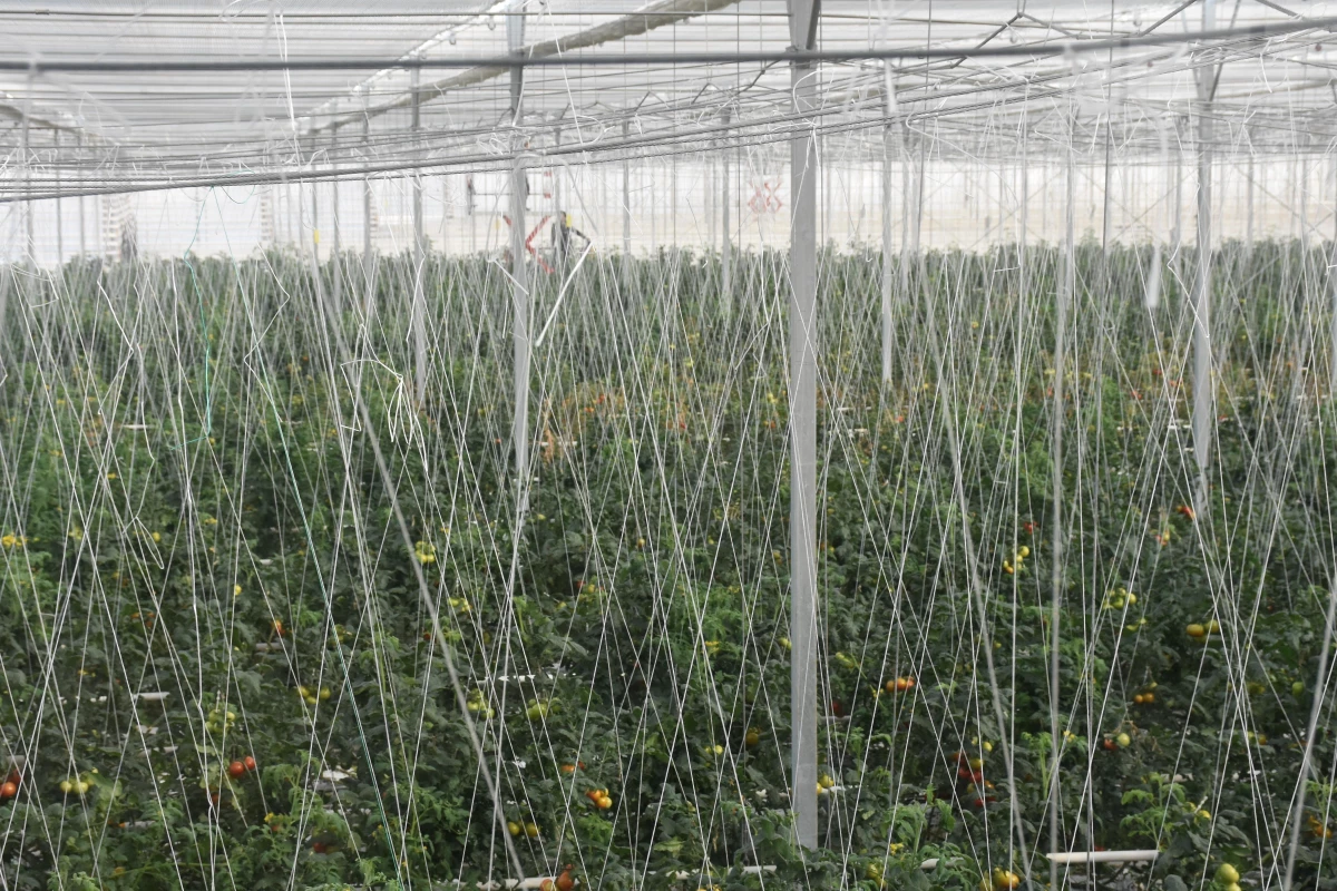 Jeotermal serada yetiştirilen domatesler Avrupa ülkelerinden ilgi görüyor