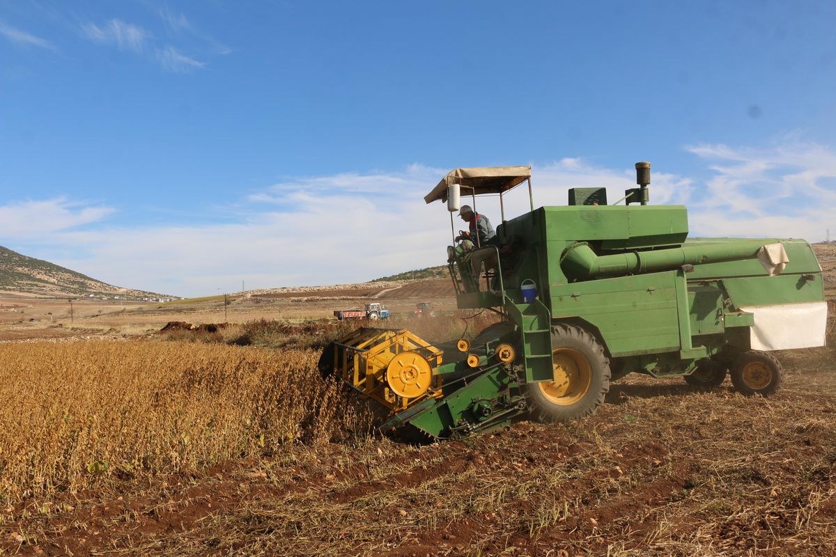 Kahramanmaraş\'ta soya fasulyesi hasadı yapıldı