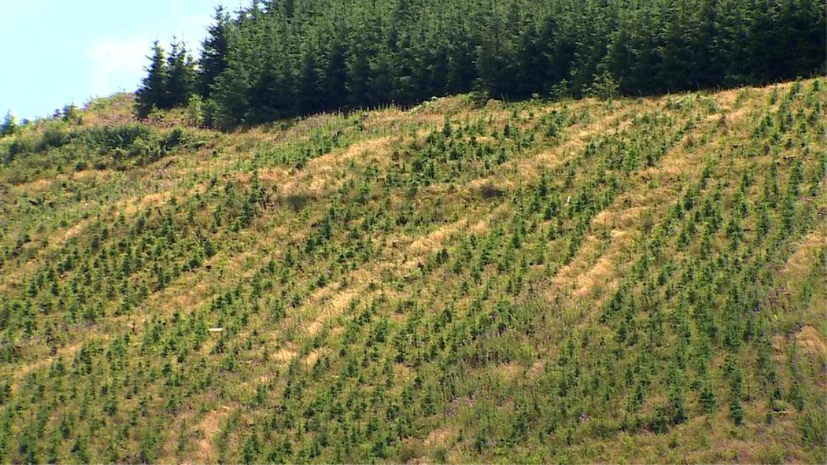Toplu ağaç dikim kampanyaları iklim kriziyle mücadelede ne kadar etkili?