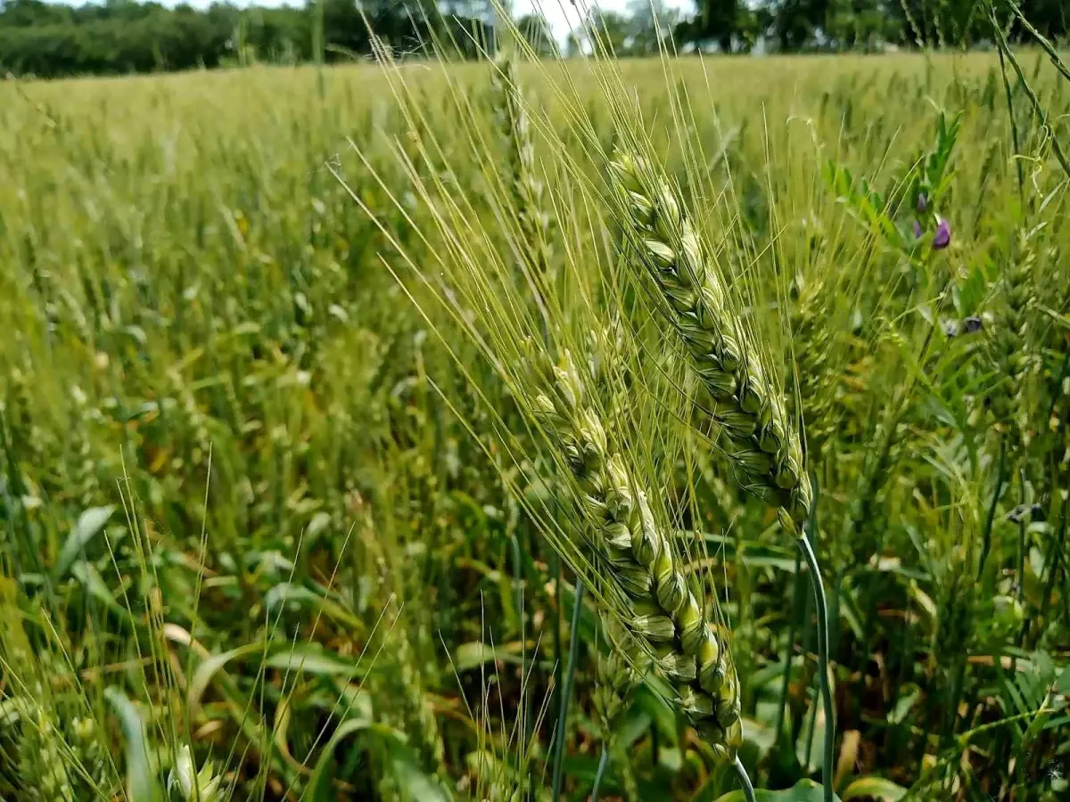 Türkiye\'de ekmeklik buğday üretimini artırma destekleri
