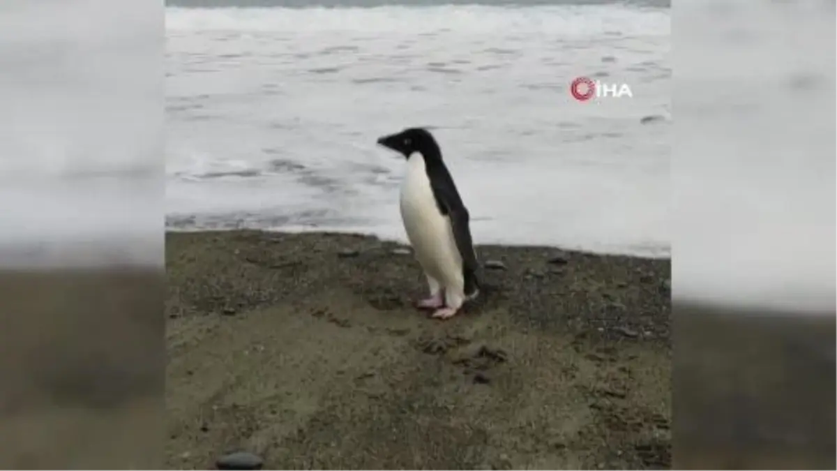 3 bin kilometre yol kat eden penguen Yeni Zelanda kıyılarında bulundu