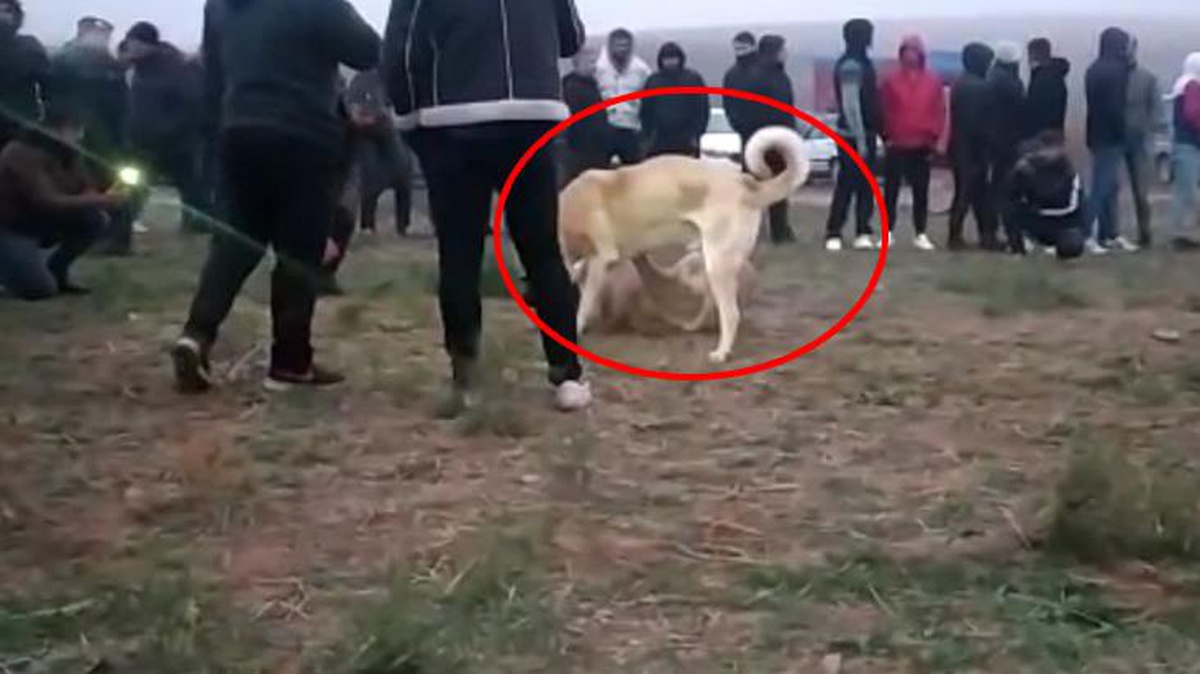 Köpek dövüştürenlere jandarmadan şafak operasyonu: 25 gözaltı