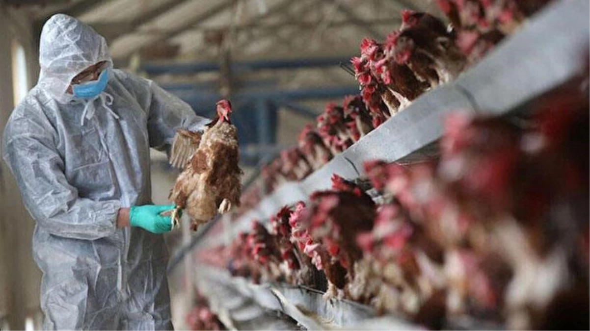 Japonya\'da mevsimin ilk kuş gribi salgını: 143.000 tavuk itlaf edilecek