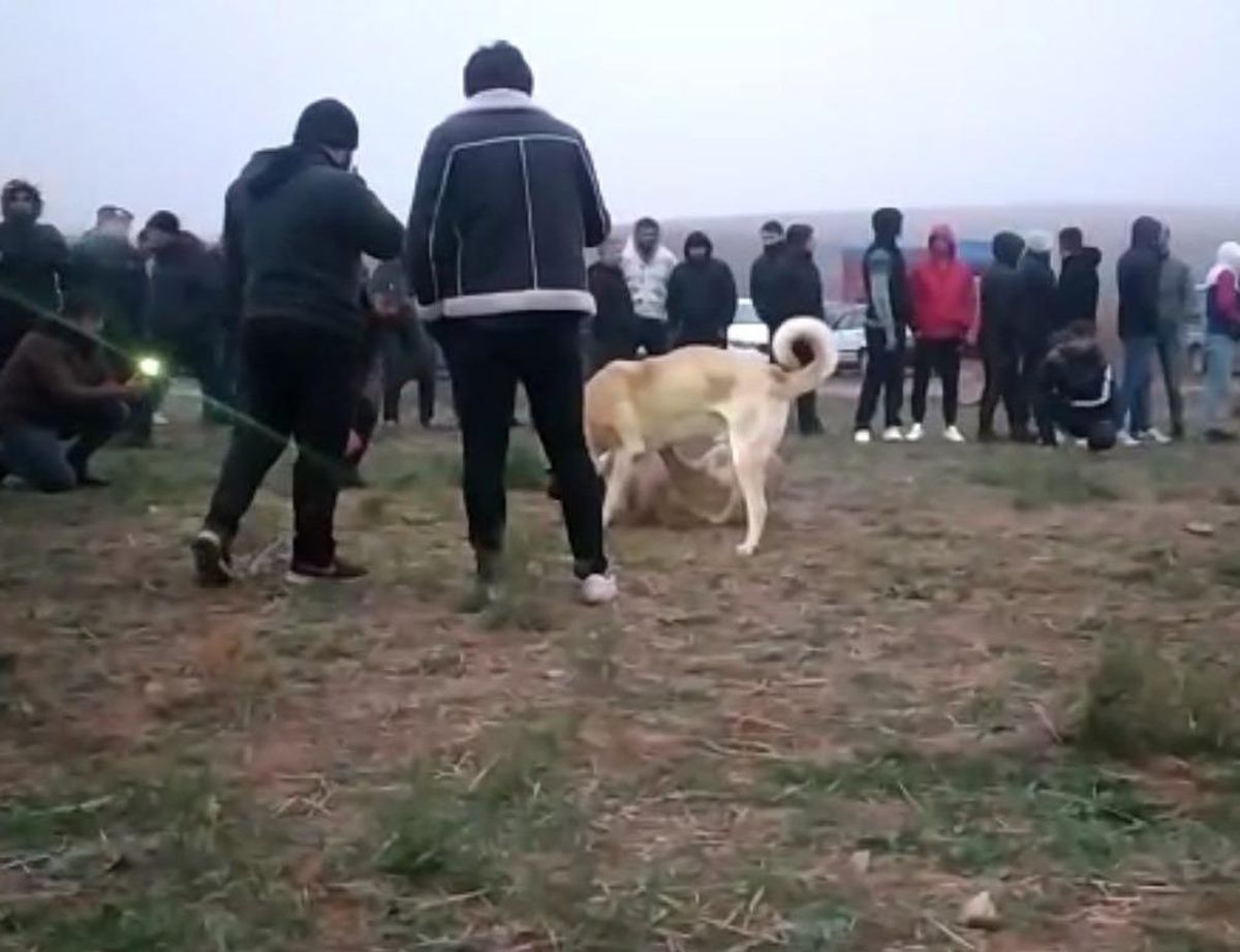 Kırıkkale\'de köpek dövüştüren 25 kişi yakalandı
