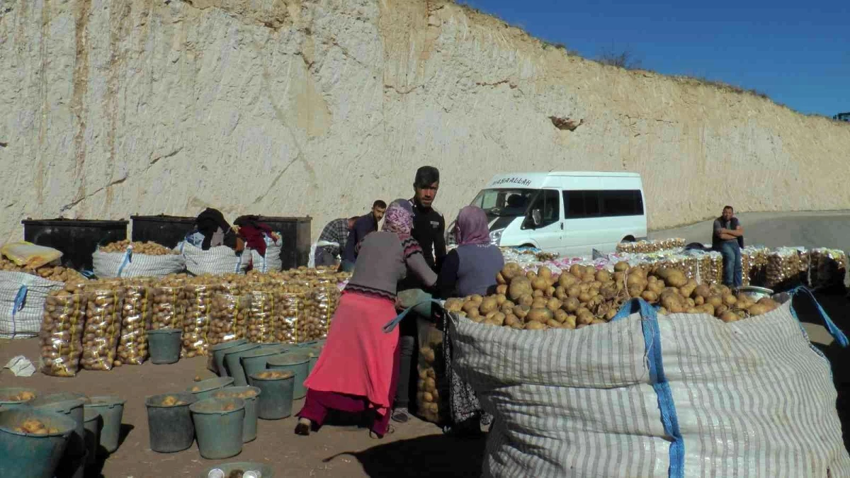 Kumpirlik patatesler yurt içi ve yurt dışına gönderilmeye başlandı