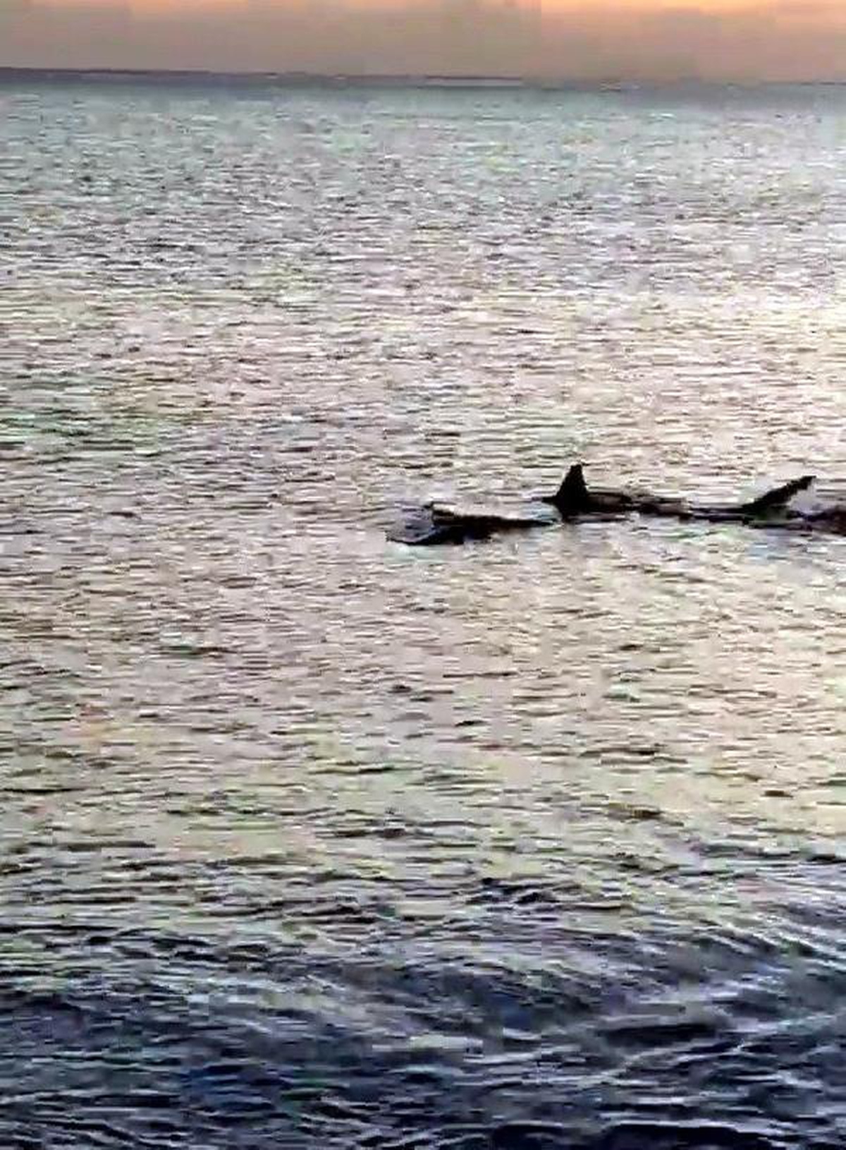 Sharks were spotted 3 meters off the shore in Mugla