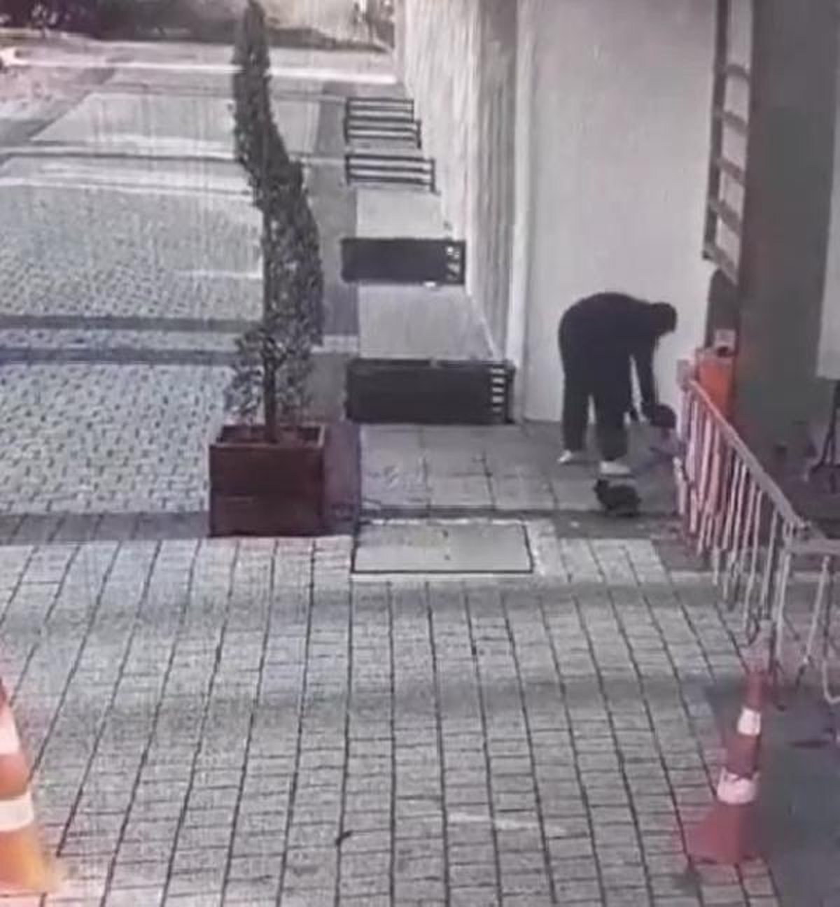 Sokak hayvanlarının su ve mama kaplarının çalınması kamerada