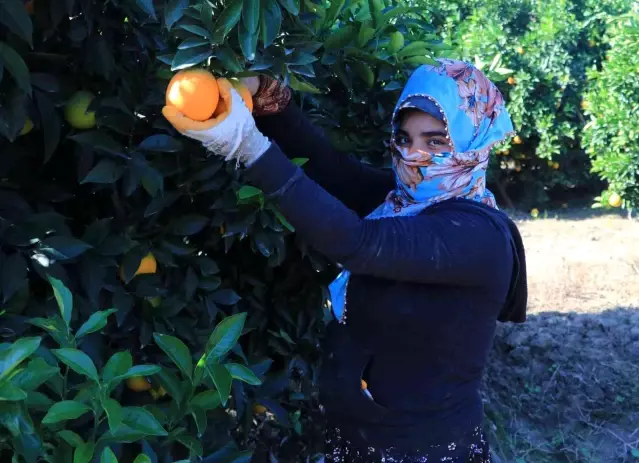 Adana'da portakal hasadı sürüyor