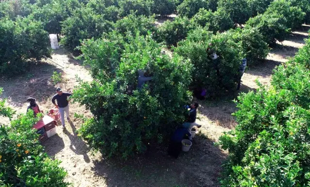 Adana'da portakal hasadı sürüyor