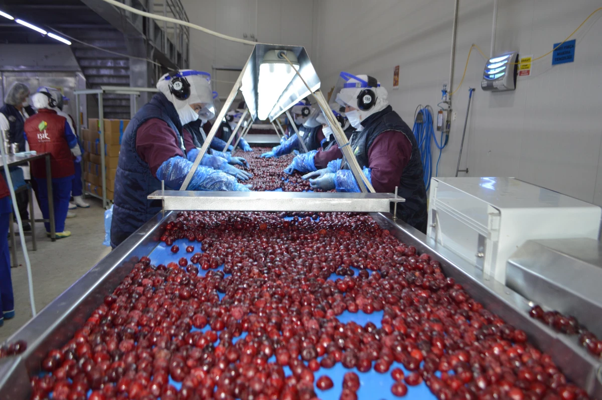 Afyonkarahisar\'dan 30 ülkeye dondurulmuş meyve ihracatı
