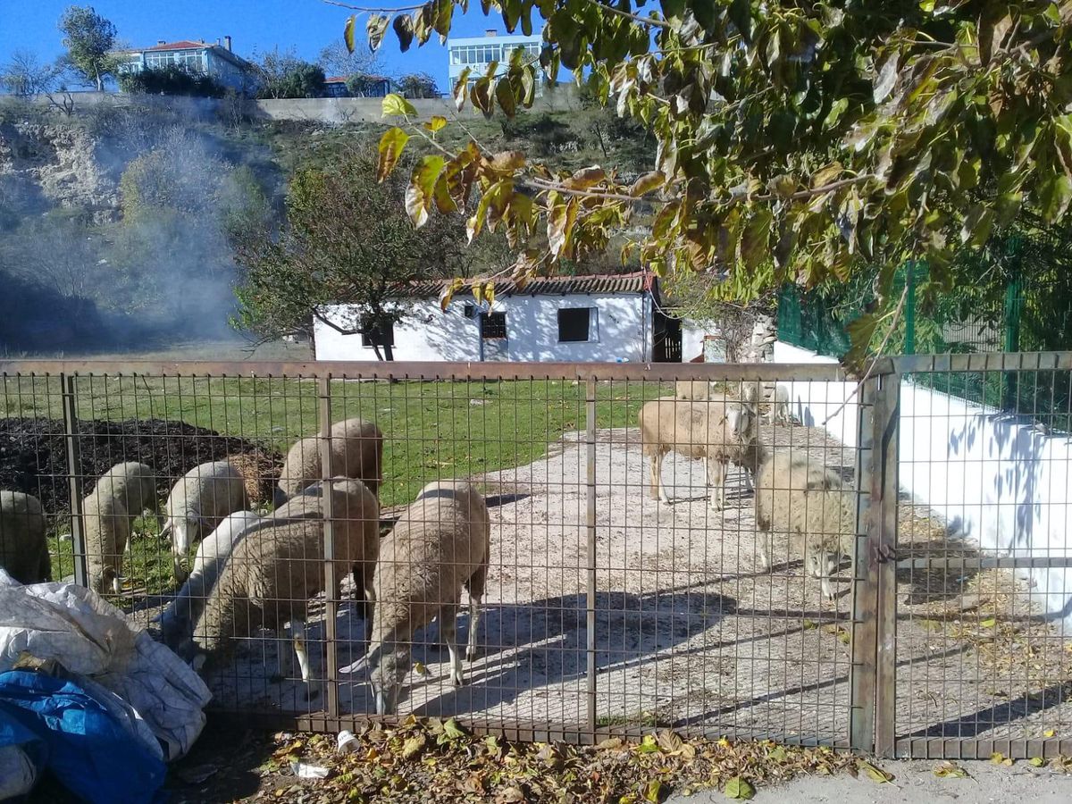 Enez\'de çalınan iki koyunun telef edildiği öne sürüldü