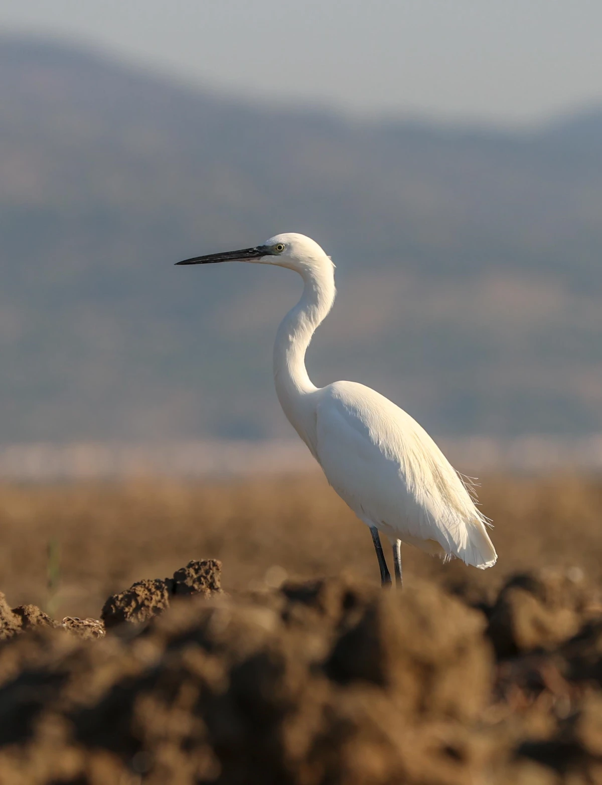 Son dakika haberleri | Kuş cenneti Bafa Gölü\'nde sular çekiliyor