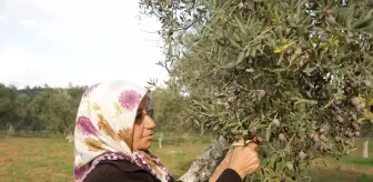 7. Milas Zeytin Hasat Şenliği başladı