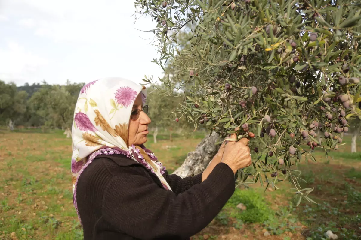 7. Milas Zeytin Hasat Şenliği başladı