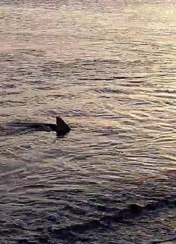 Muğla'daki köpek balığı görüntülerine uzman yorumu: Denizlerin sağlıklı olduğunu gösteriyor