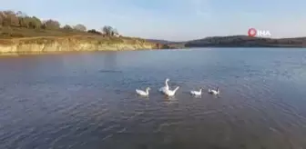 Gelişi güzel atılan misina kancaları kazın diline ve sırtına takıldı