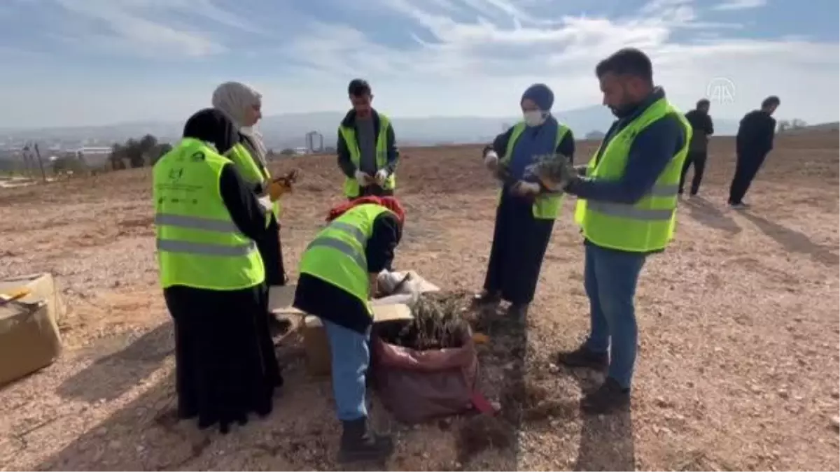 Gençler yetiştirdiği 40 bin lavanta fidesini topraklarla buluşturdu