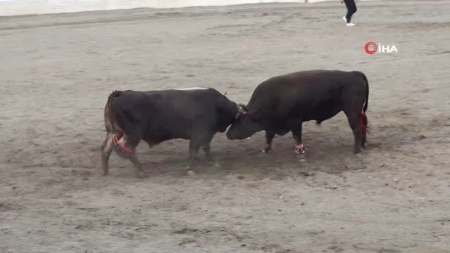 Güreşlerin geliri kimsesiz çocuklara gidiyor