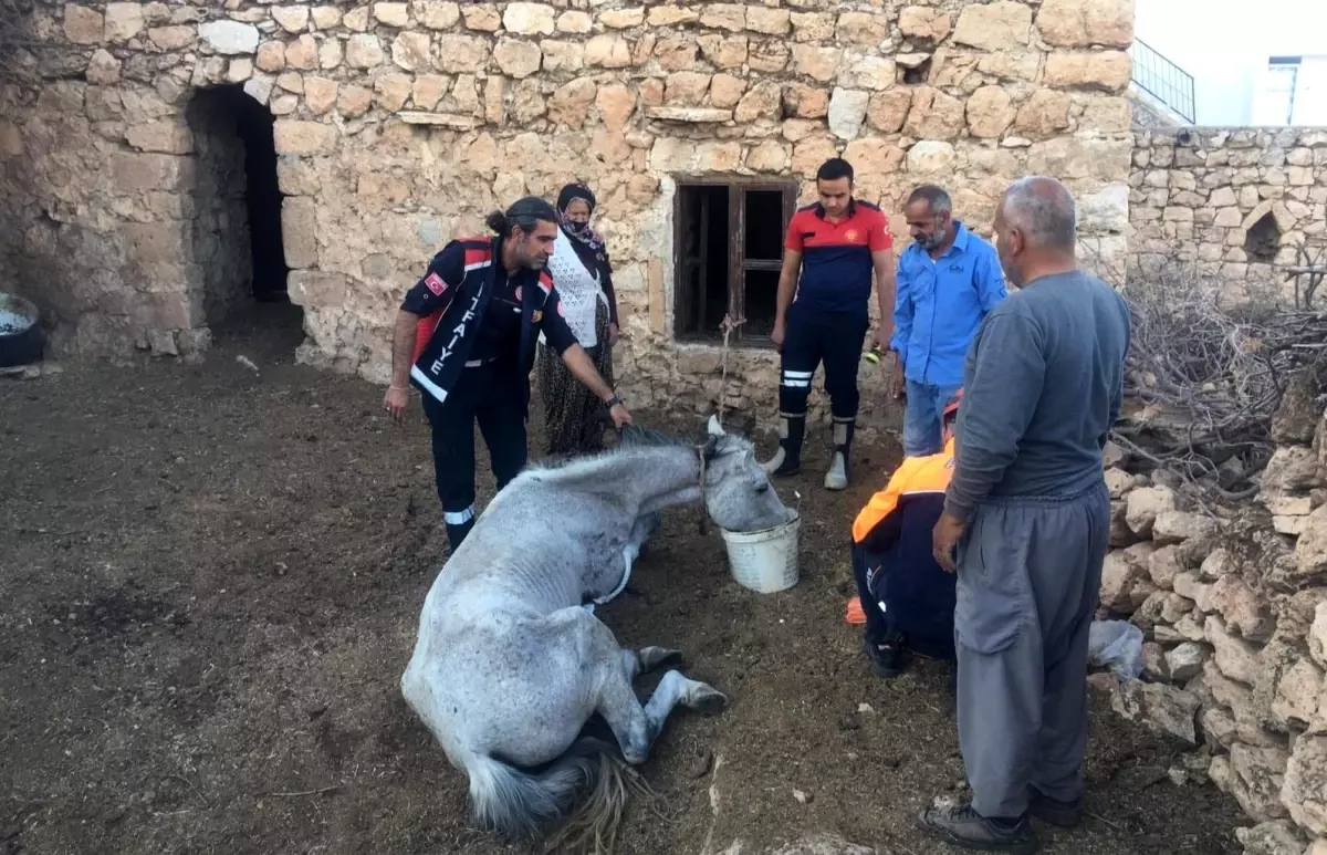 Nusaybin\'de mağarada mahsur kalan at kurtarıldı