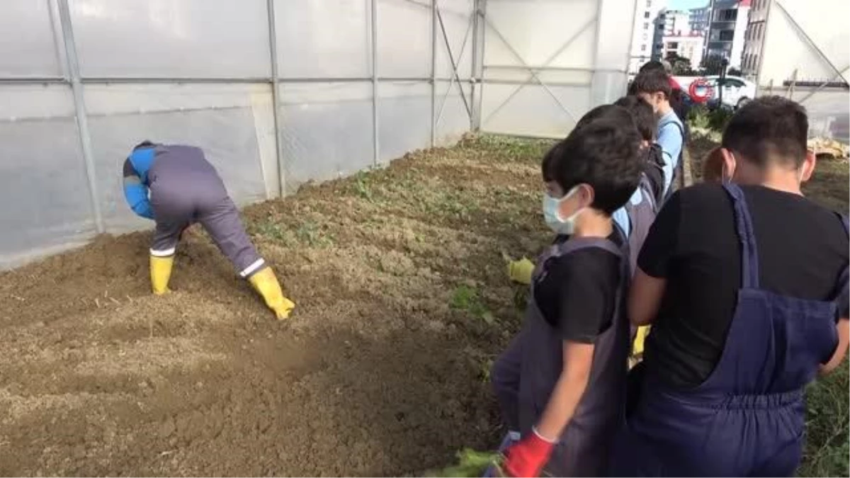Öğrenciler okulda sebze meyve üretiyor