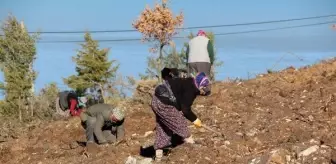 1900'LERDE DEMİR YOLU YAPIMI İÇİN KESİLEN ARDIÇ AĞAÇLARI, YENİDEN HAYAT BULACAK