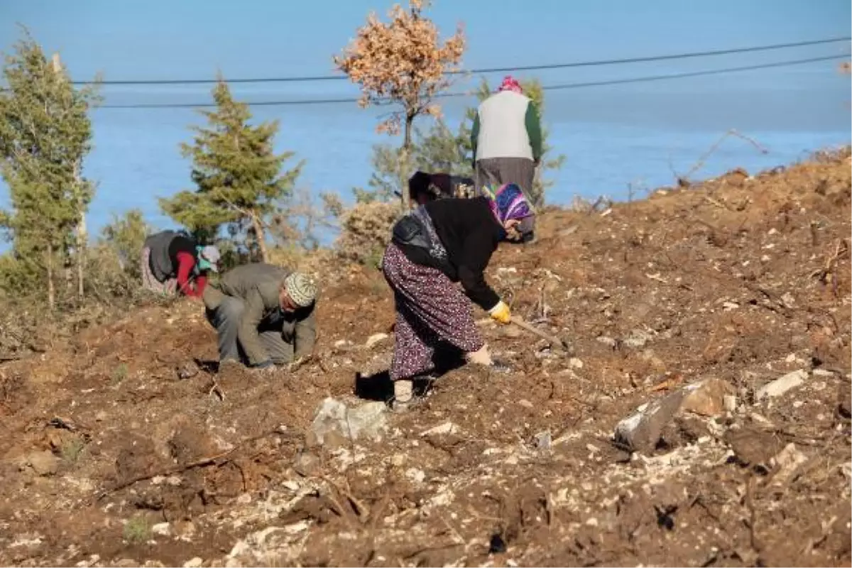 1900\'LERDE DEMİR YOLU YAPIMI İÇİN KESİLEN ARDIÇ AĞAÇLARI, YENİDEN HAYAT BULACAK