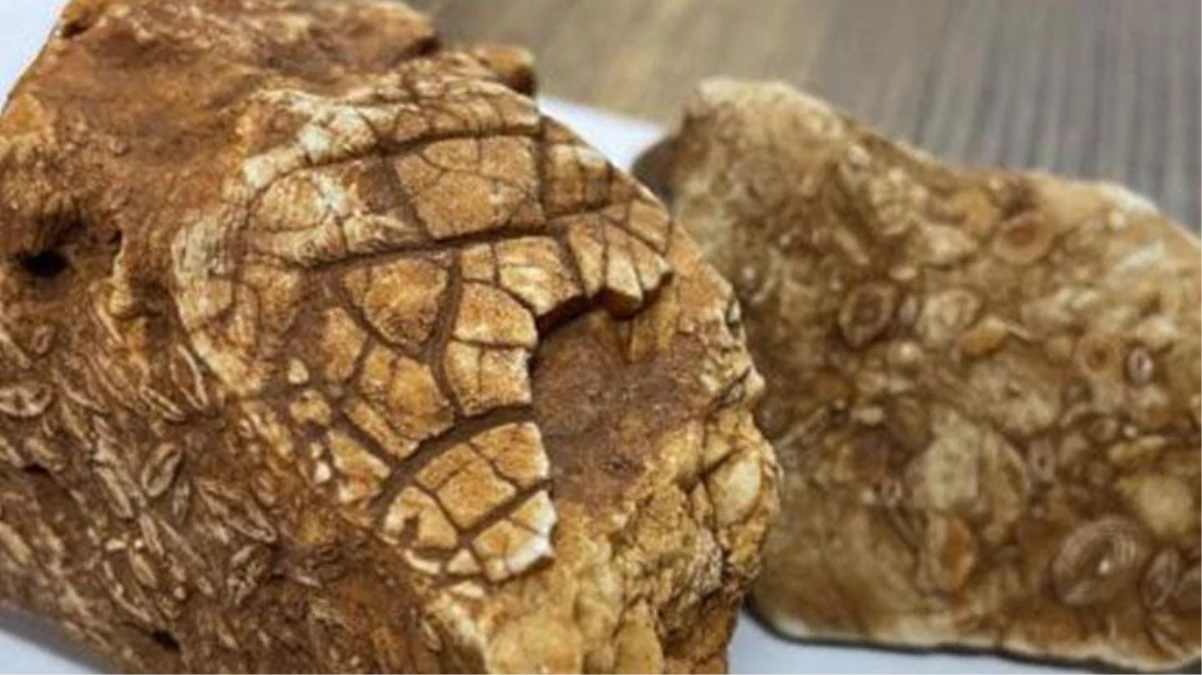 Gencin değersiz sandığı taş 40 milyon yıl önce yaşayan canlı çıktı