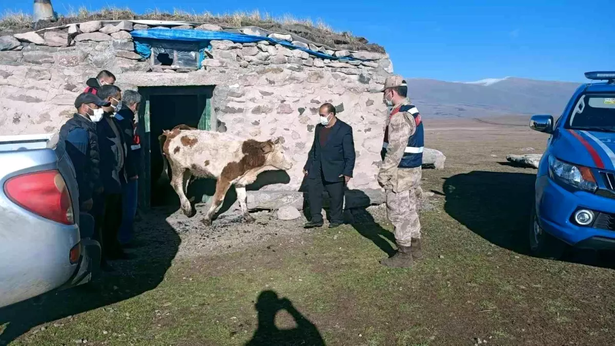 Ardahan\'da çalınan büyükbaş hayvanlar bulundu