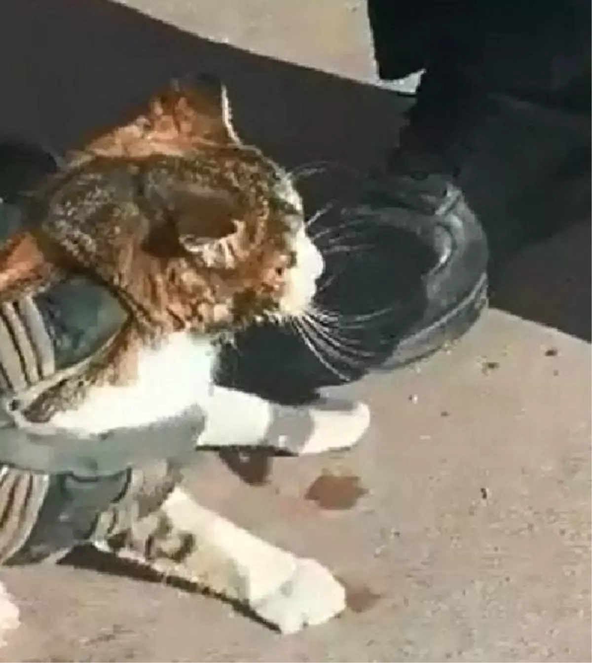 BAŞI KONSERVE KUTUSUNA SIKIŞAN KEDİ KURTARILDI