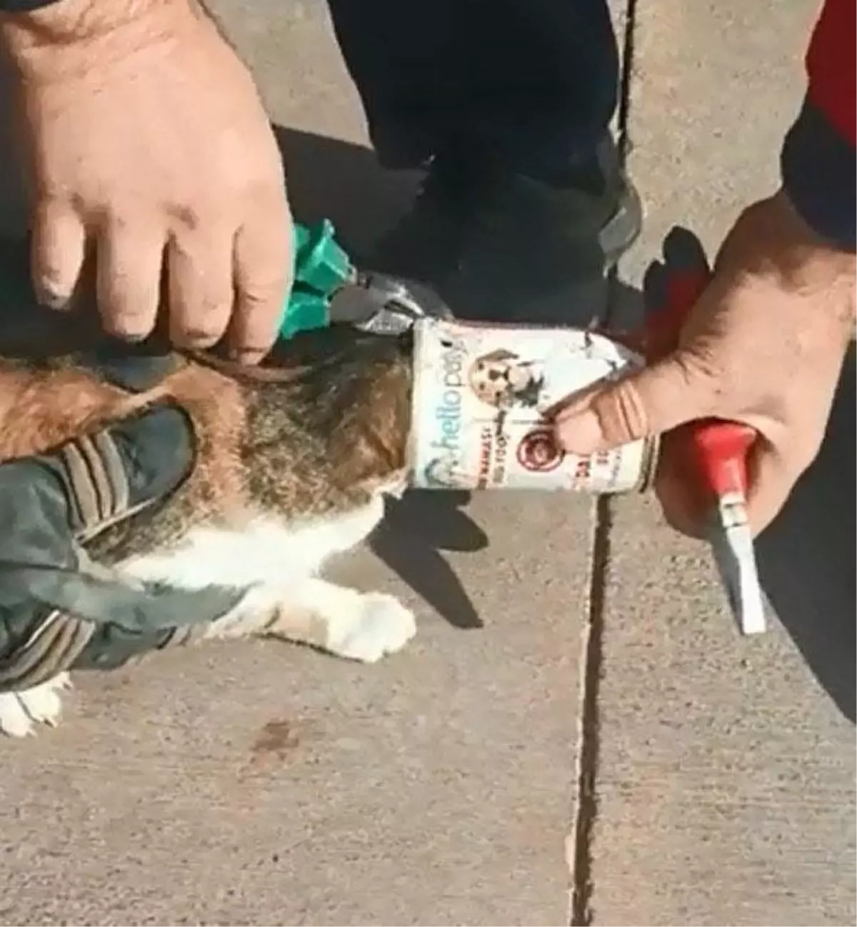 Cat with head stuck in a can, rescued